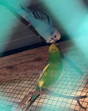 Love Birds