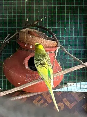 Love Birds