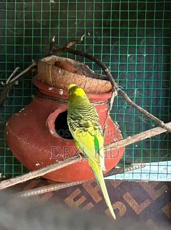Love Birds