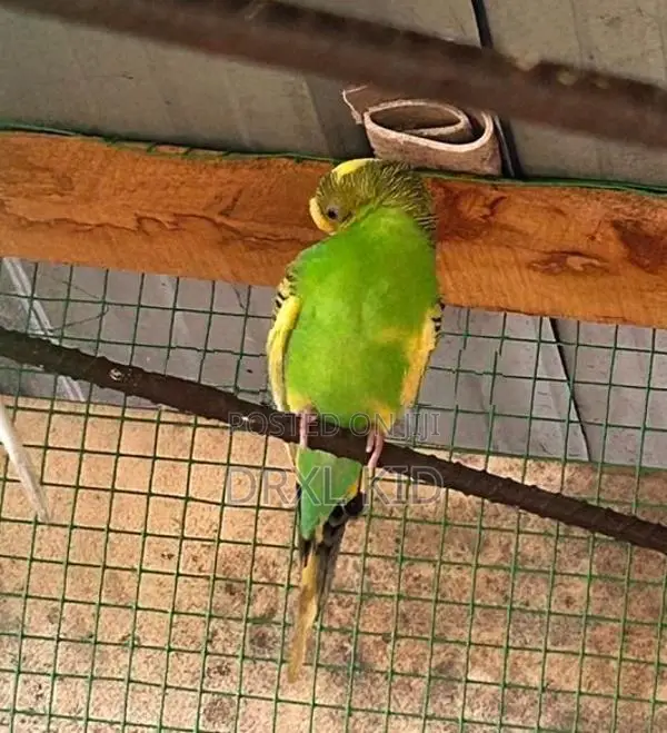 Love Birds