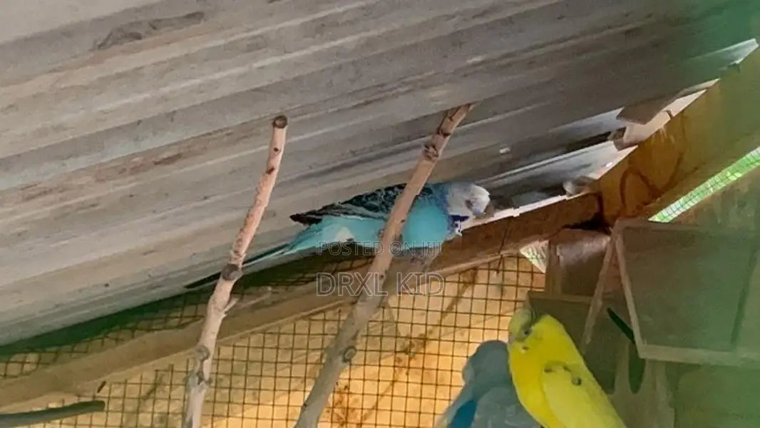 Love Birds