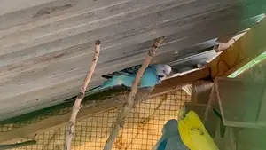 Love Birds