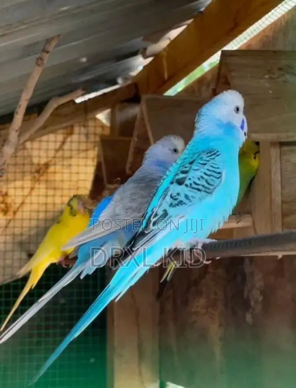 Love Birds