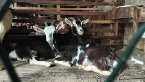 British Alpine Females