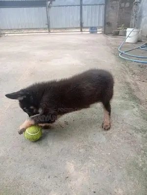 German Shepherd Shortcut Female