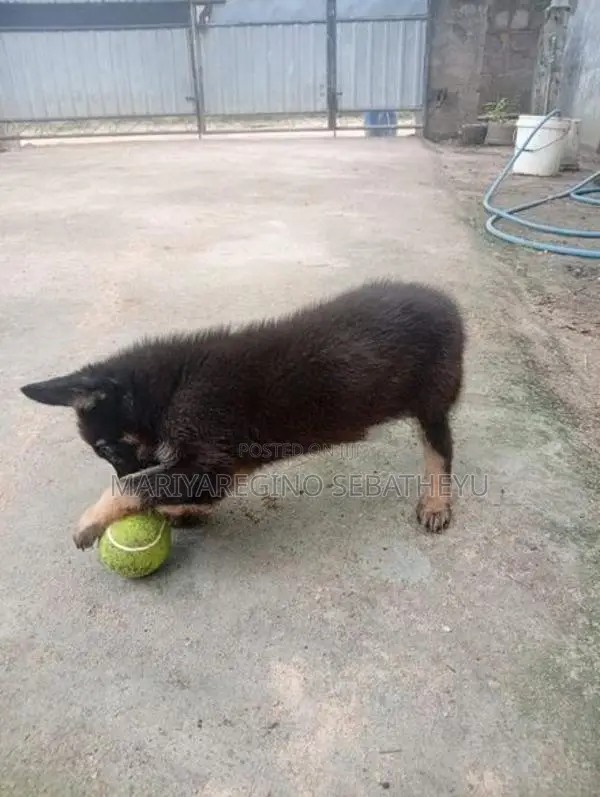 German Shepherd Shortcut Female