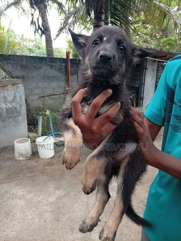 German Shepherd Shortcut Female