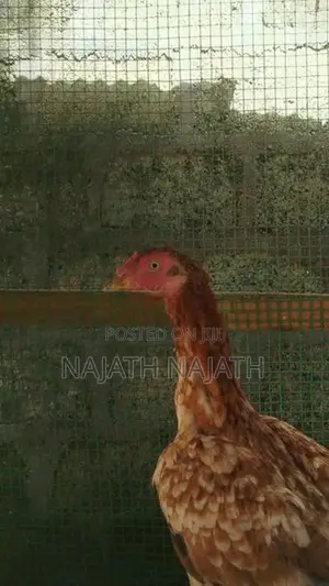 Rooster