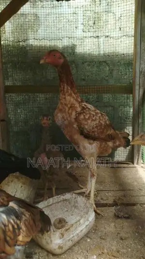Rooster