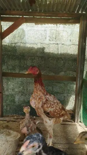Rooster