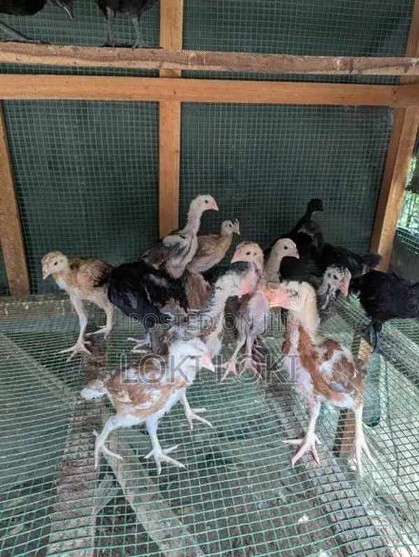 Aseel Shamo