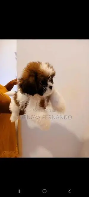 Shih Tzu Puppies