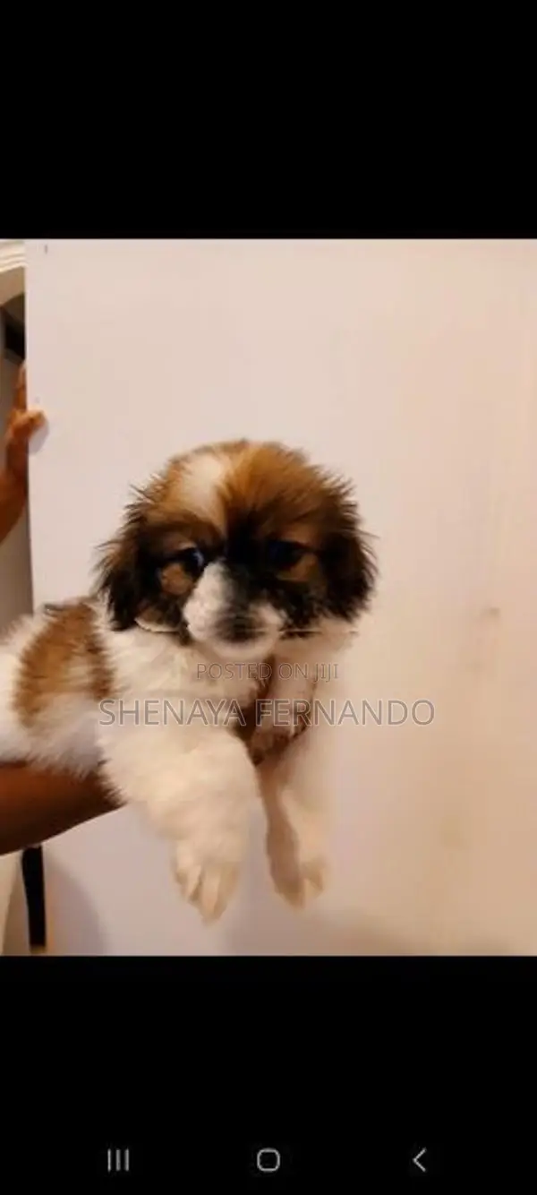 Shih Tzu Puppies