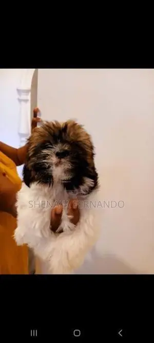 Shih Tzu Puppies