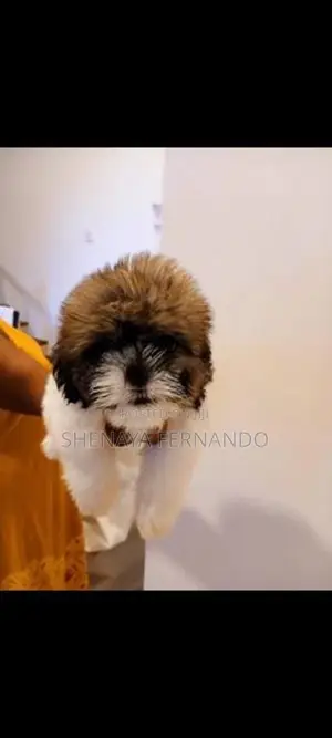 Shih Tzu Puppies