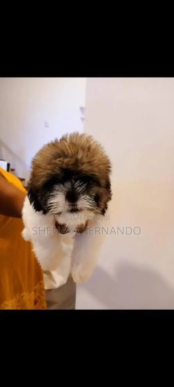 Shih Tzu Puppies