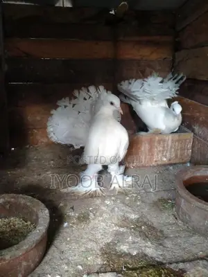 Fantail Pigeon