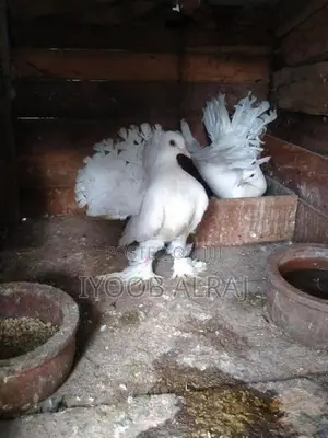 Fantail Pigeon