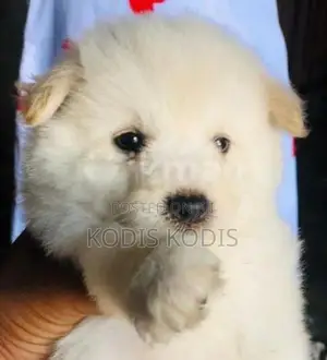 Lion Pomeranian