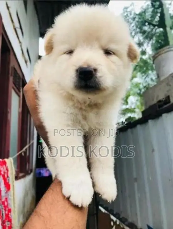Lion Pomeranian