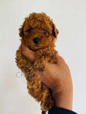 Toy Poodle Puppies