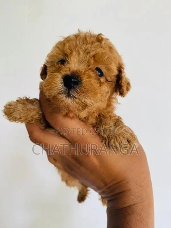 Toy Poodle Puppies