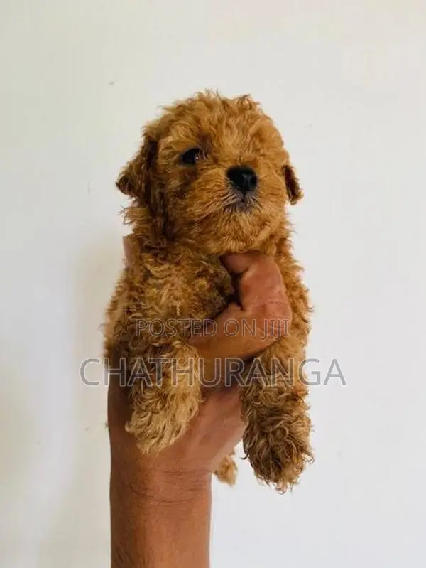 Toy Poodle Puppies