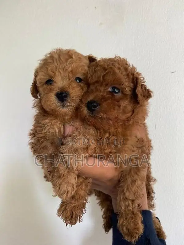 Toy Poodle Puppies