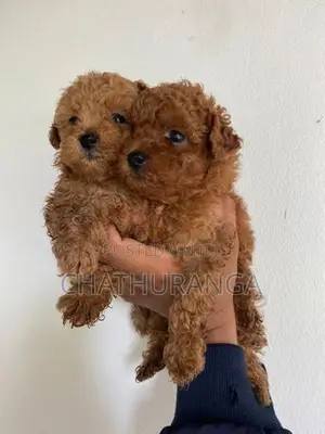 Toy Poodle Puppies