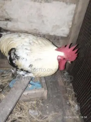 Hen..