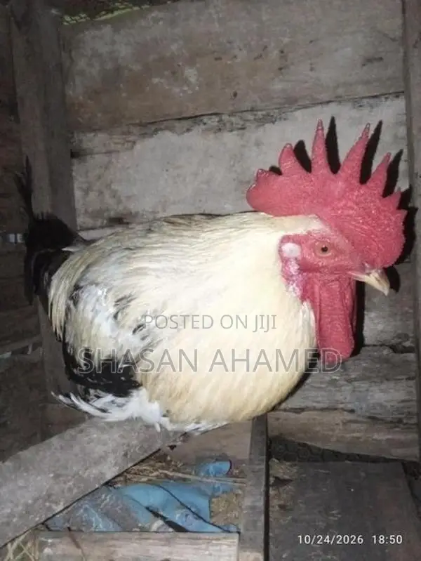 Hen..