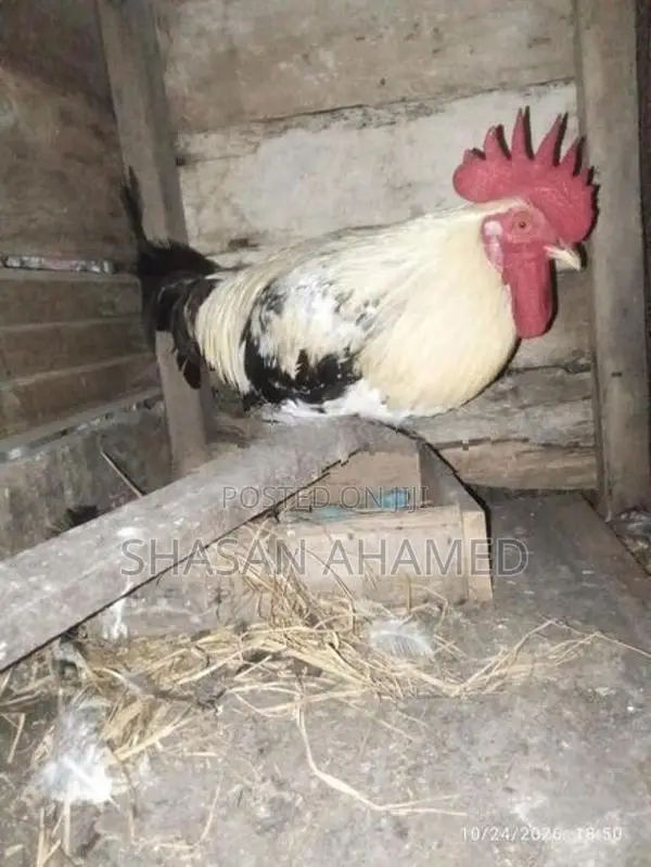 Hen..