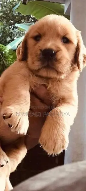 Golden Retriever Puppy