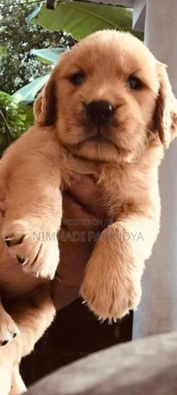Golden Retriever Puppy