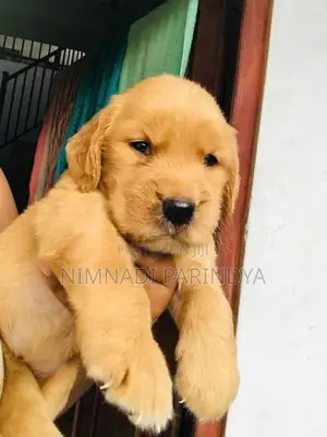 Golden Retriever Puppy