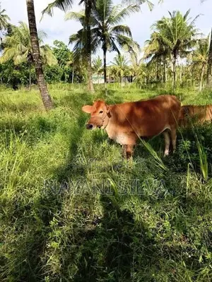 නෑම්බියන්