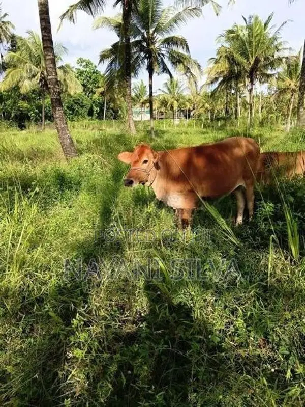 නෑම්බියන්
