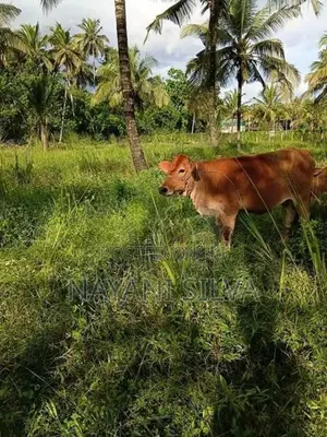 නෑම්බියන්