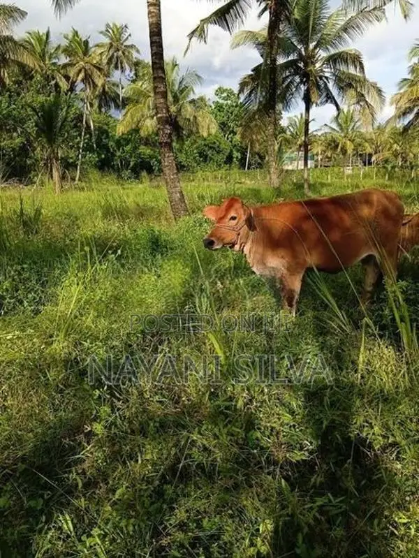 නෑම්බියන්