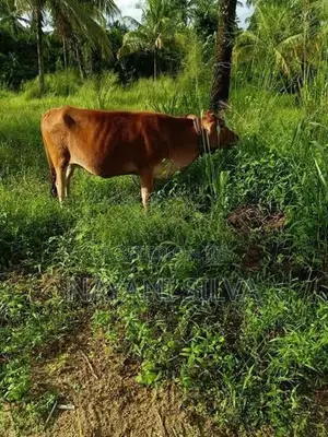 නෑම්බියන්