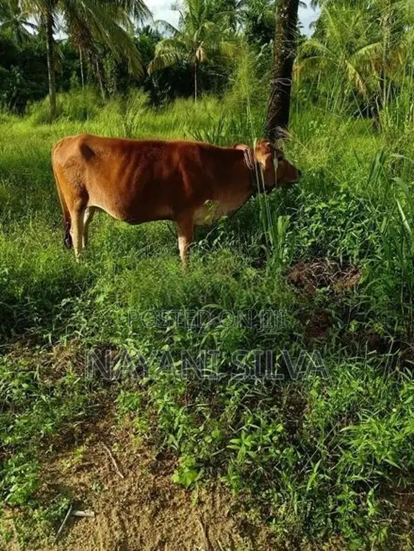 නෑම්බියන්