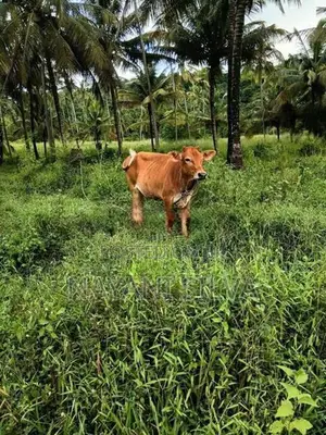 නෑම්බියන්