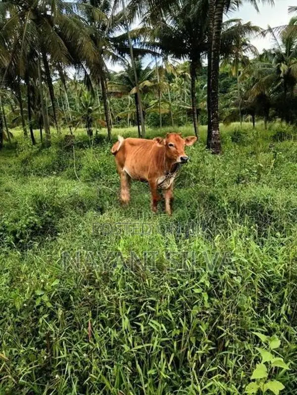 නෑම්බියන්