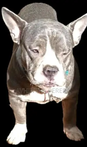American Bully Pocket
