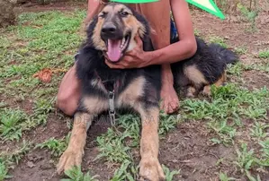 Lion Shepherd Dog