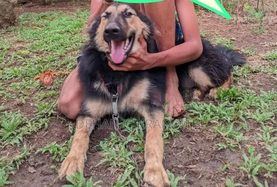 Lion Shepherd Dog