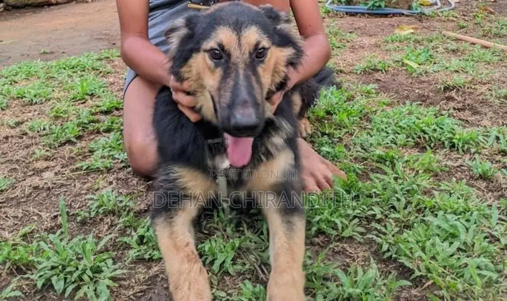 Lion Shepherd Dog