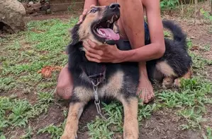 Lion Shepherd Dog