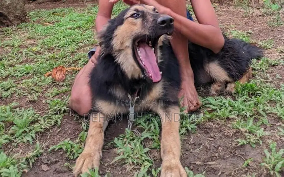 Lion Shepherd Dog
