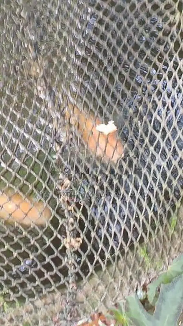 ජැම් ගුරාමු මසුන්